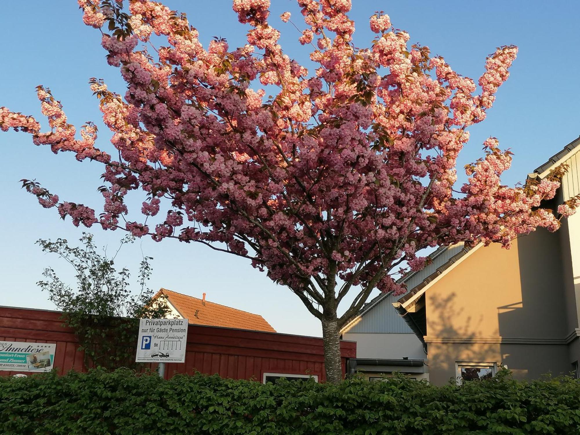 Pension Haus Anneliese Uckeritz Exterior foto